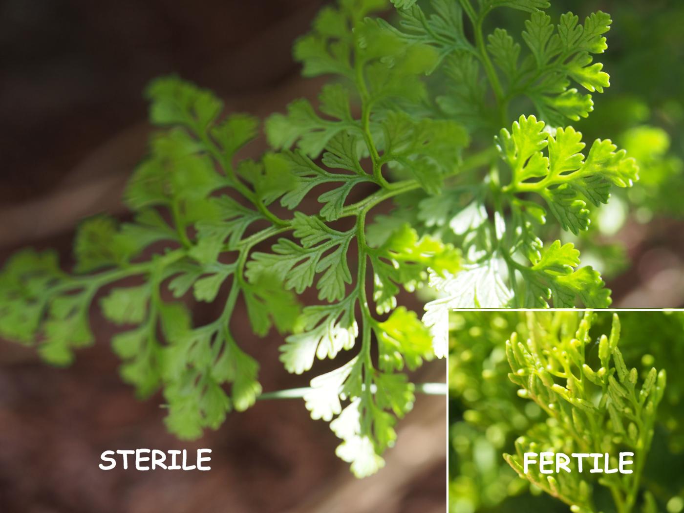 Fern, Parsley leaf